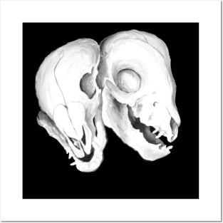 Conjoined Fetal Pig Skulls Posters and Art